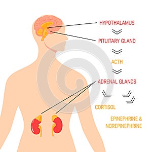 Stress response system. Vector endocrine medical diagram