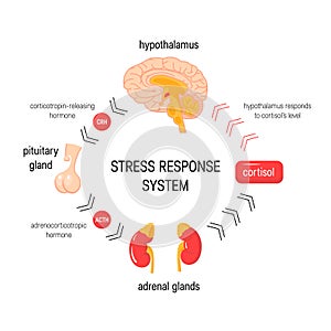 Stress response system. Vector endocrine medical diagram