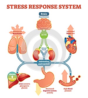 Stress response system vector illustration diagram, nerve impulses scheme.