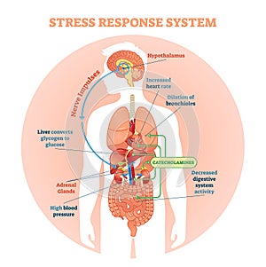 Stress response system vector illustration diagram, nerve impulses scheme. Educational medical information.