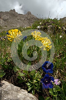 Blue gentians Gentiana acaulis and alpine kidney vetch Anthyllis vulneraria alpestris on the meadows of Malbun, Liechtenstein