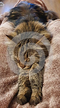 Stretch asleep sleepy paws Siberian cat kitten breed tabby longhaired fluffy cute fury lap
