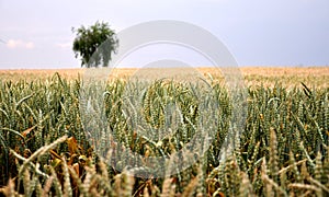 Stretch of cereal