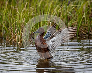 Stretch Cinnamon Teal