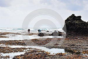 a stretch of coral that appears after the sea water recedes