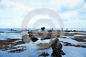 a stretch of coral that appears after the sea water recedes