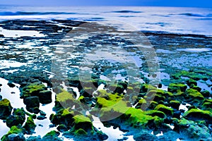 a stretch of coral that appears after the seawater recedes