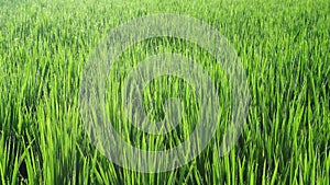 a stretch of green rice plants in the rice fields