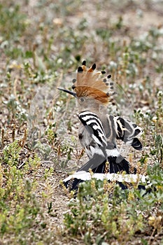 Stretch its wings, hoopoe is showing up its beauty.