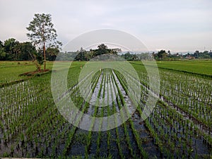 a stretch of rice fields that have just been planted with rice grows lush and green