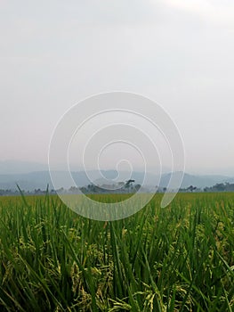 a stretch of rice fields with views of the Bukit Barisan mountains in Lampung, Sumatra.