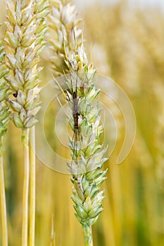 Stretch spider hiding