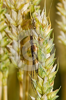 Stretch spider hiding