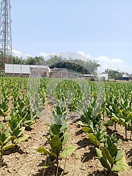 a stretch of tobacco plants which are the basic ingredient for making cigarettes...growing green and fertile