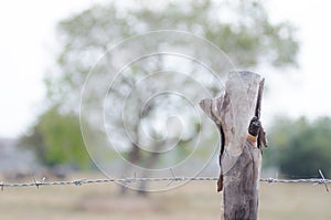 Stretched barbed fence with trees around the farm Saturday morning shooting light contrasting with beautiful bokeh background fie