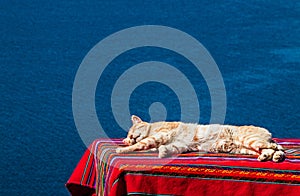 Cat nap with titikaka lake background photo