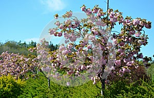 Stretched crown, branches falling like a parasol, very elegant. Young leaves bronze, then green; very numerous bright pink flowers