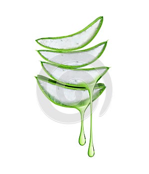 Stretched drops of juice leaking from a sliced Aloe Vera stalk isolated on a white background