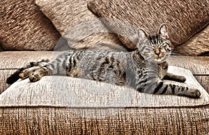 Stretched out cat