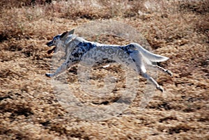 Stretched Out Dog Running in Midair