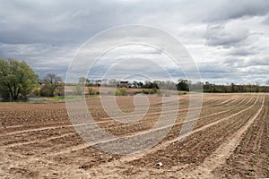 New plantings stretched out on a Large farm at the Long Islands East End photo