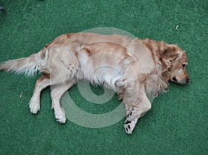 Stretched out golden retriever dog resting on artificial grass floor photo