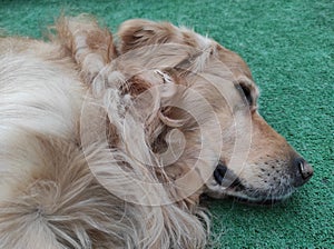 Stretched out golden retriever dog resting on artificial grass floor photo