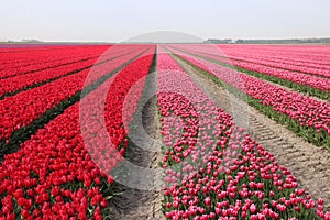 Stretched out red and pink tulip field in Holland