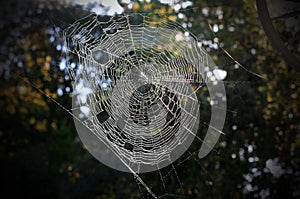 Stretched Spiderweb