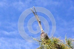 The Stretching Caribbean Pelican And A Blue Sky