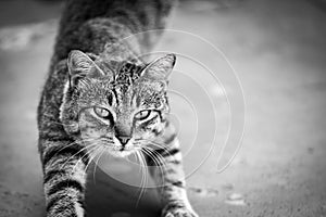 stretching cat. outdoor adorable gray striped yoga cat