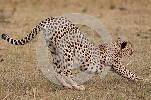 Stretching Cheetah at the Masai MaraMaasai Mara