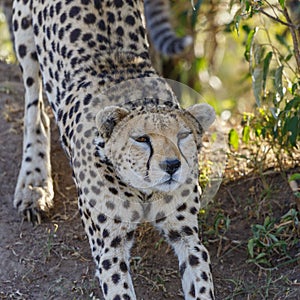 Stretching cheetah that stretches the body