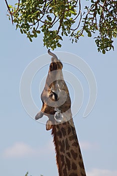 Stretching Giraffe