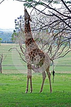 Stretching Giraffe