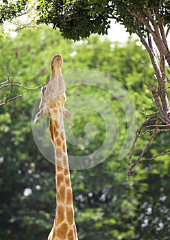 Stretching Giraffe