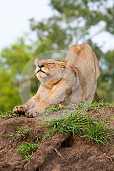 Stretching lioness