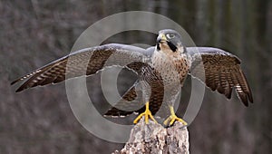 Stretching Peregrine Falcon photo