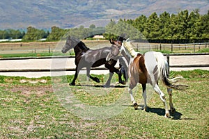 Stretching their legs. two horses trotting in a field on a ranch.