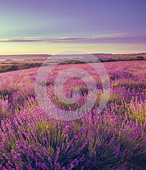 Stretching to the horizon field of levender flowers