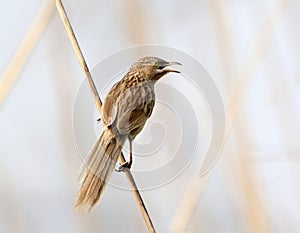 Striated babbler