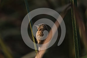 Striated Babbler perched