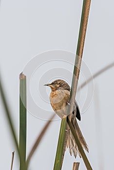 Striated Babbler perched on grass blade