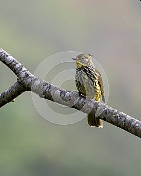 striated bulbul or Alcurus striatus observed in Khonoma in Nagaland, India