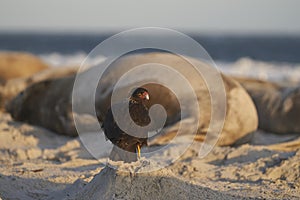 Striated Caracara in the Falkland Islands