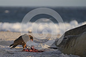 Striated Caracara in the Falkland Islands