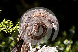 Striated caracara (Phalcoboenus australis) on Falkland Islands 