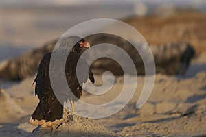 Striated Caracara in the Falkland Islands photo