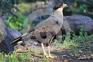 Striated caracara