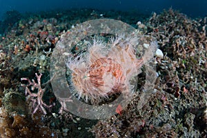 Striated Frogfish